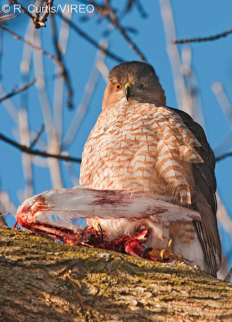 Cooper's Hawk c22-43-027.jpg